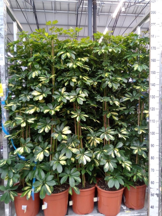 <h4>Schefflera arbor. 'Gold Capella'</h4>