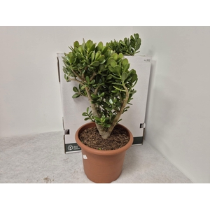 CRASS OVATA