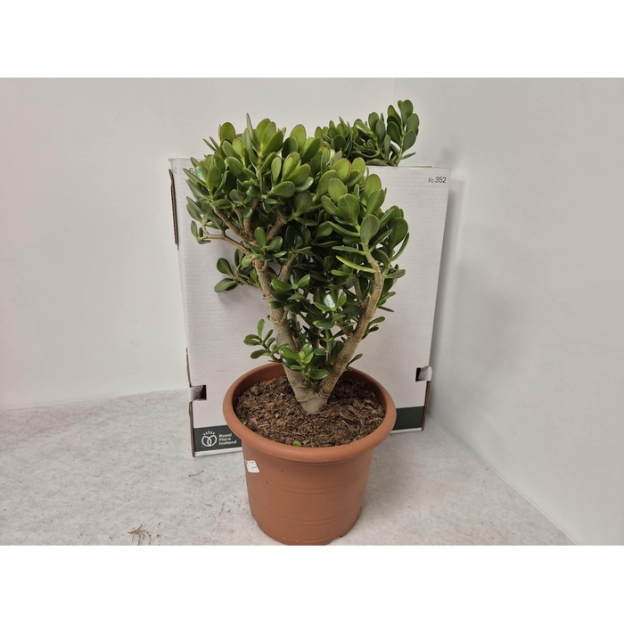 <h4>CRASS OVATA</h4>