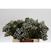 Cape Green Silver Brunia
