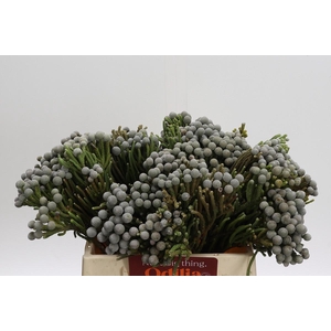 Cape Green Silver Brunia