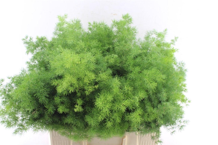 <h4>Asp Umbellatus</h4>