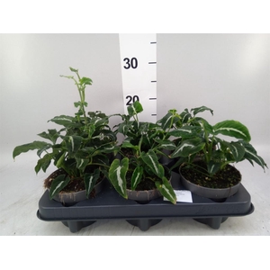 Syngonium   ...
