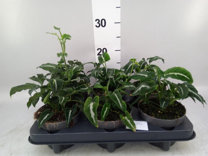 <h4>Syngonium   ...</h4>