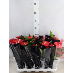 Anthurium andr. 'Querida'