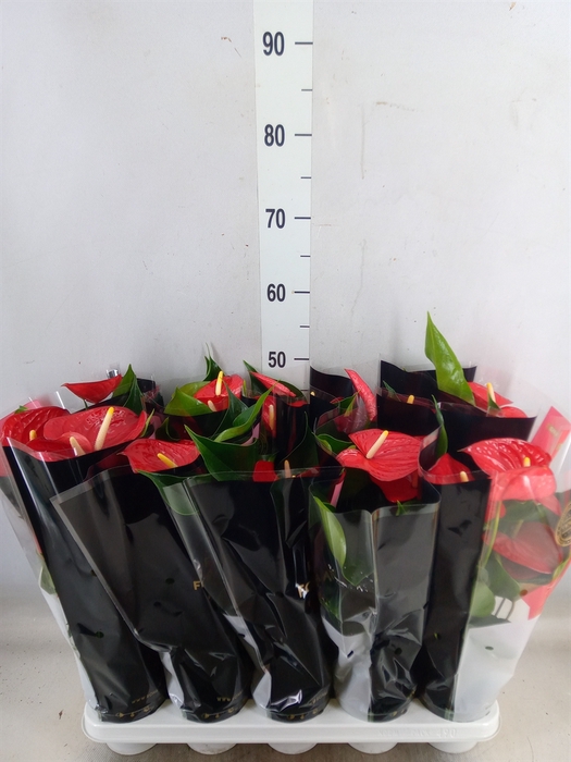<h4>Anthurium andr. 'Querida'</h4>