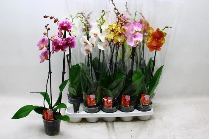 <h4>PHAL GEM 7 KL</h4>