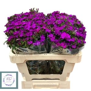 DI BARB AM NEON PURP