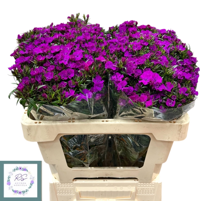 <h4>DI BARB AM NEON PURP</h4>