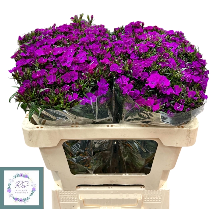 <h4>DI BARB AM NEON PURP</h4>