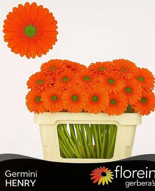 <h4>GE MI HENRY</h4>