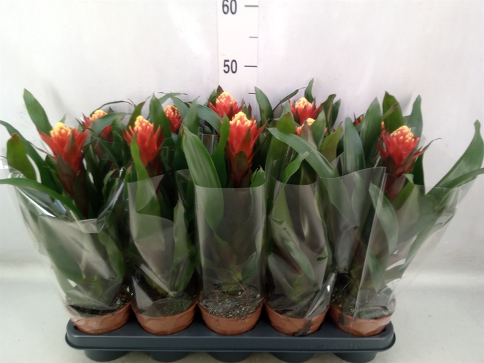 <h4>Guzmania  'Happyness'</h4>