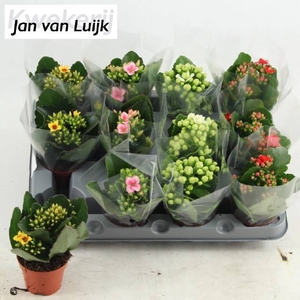 KAL EN GEM 4 KL