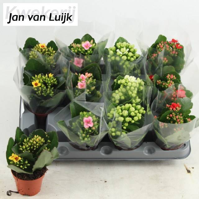 <h4>KAL EN GEM 4 KL</h4>