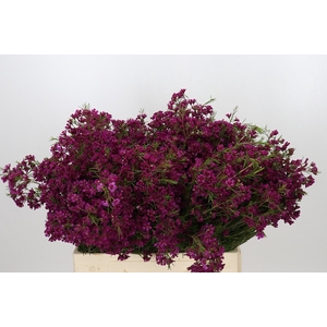 Chamelaucium Free Spirit