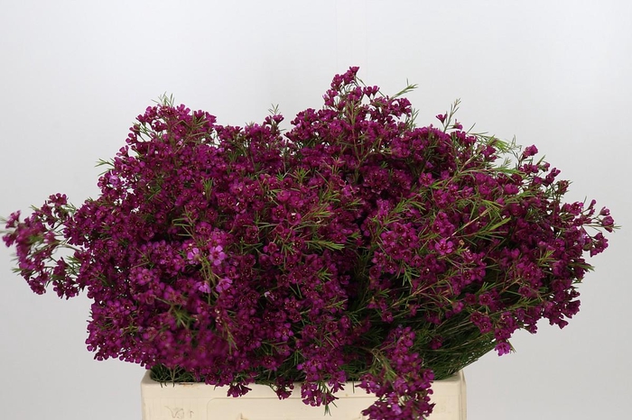 <h4>Chamelaucium Free Spirit</h4>