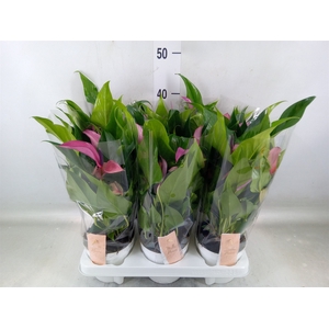 Anthurium  'Zizou'