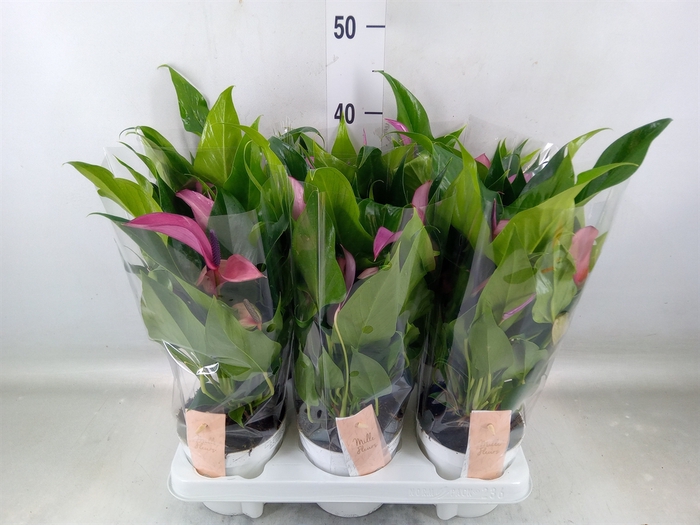<h4>Anthurium  'Zizou'</h4>