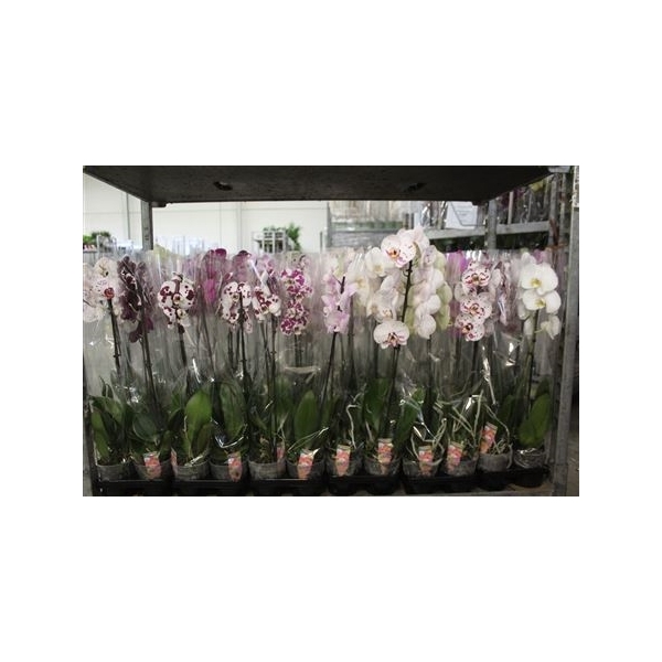 <h4>Phalaenopsis Gemengd 1 Branche 6+</h4>