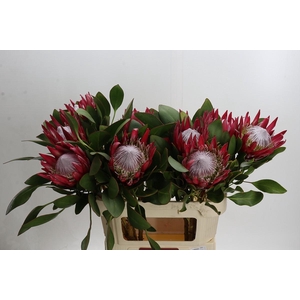 Protea Cynaroides Madiba