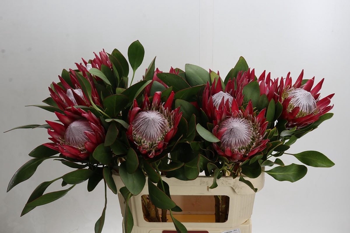 Protea Cynaroides Madiba