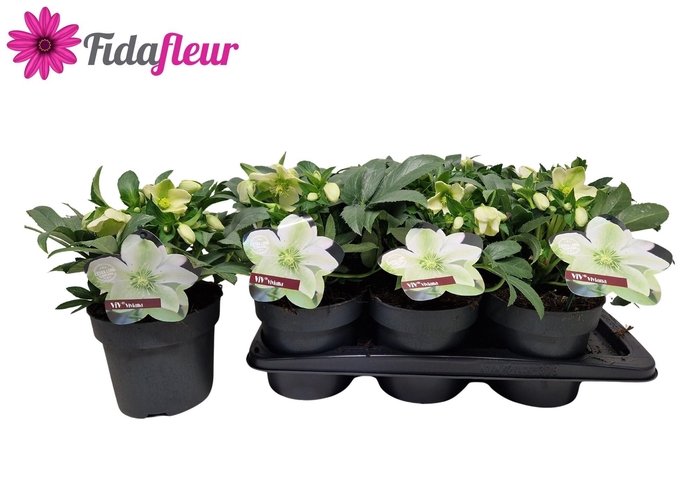 <h4>HELL VIV VIVIANA</h4>