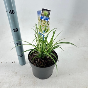 Siergrassen Mix
