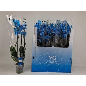 Phal **paint Blue** 3 Branches 21+
