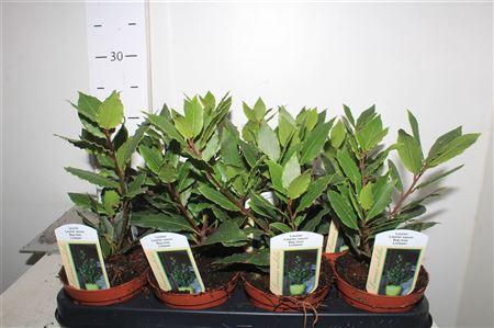 Lau Nobilis 10,5 Cm Pot