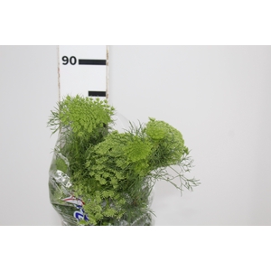 AMMI MAJUS GREEN MIST 070 CM