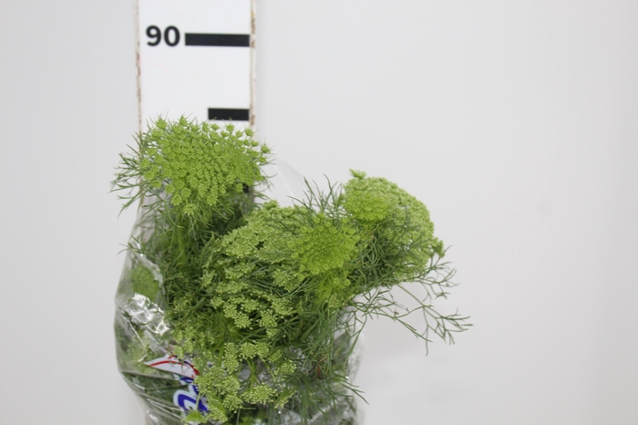 <h4>AMMI MAJUS GREEN MIST 070 CM</h4>