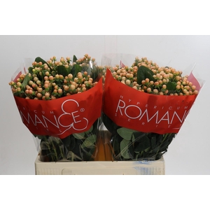 Hypericum Mellow Romance