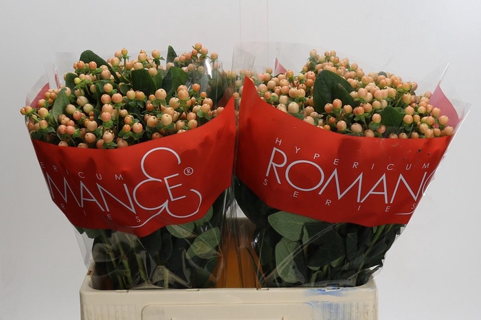 <h4>Hypericum Mellow Romance</h4>