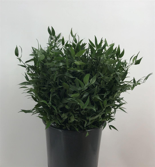 <h4>DANAE RACE 50 CM</h4>