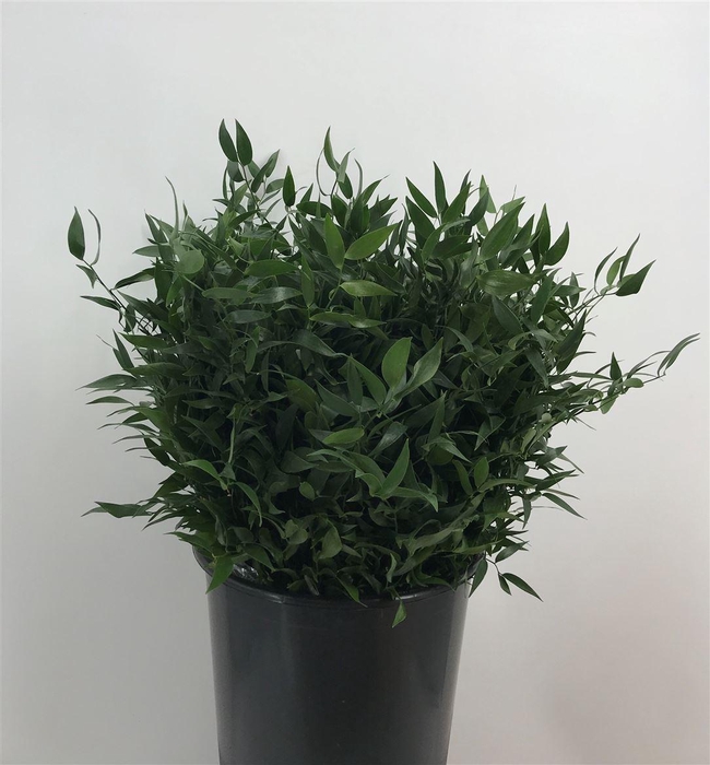 <h4>DANAE RACE 50 CM</h4>