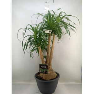 Beaucarnea recurvata