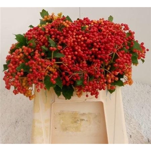 Viburnum Op Compactum