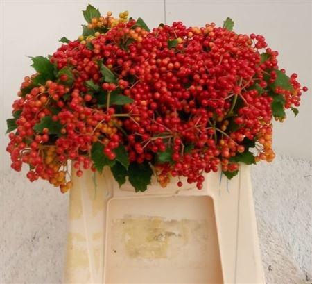 <h4>Viburnum Op Compactum</h4>
