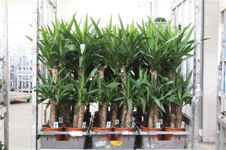 <h4>Yucca 60-30 2+</h4>