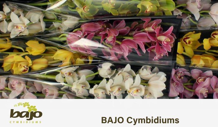<h4>CYMB T GEM</h4>