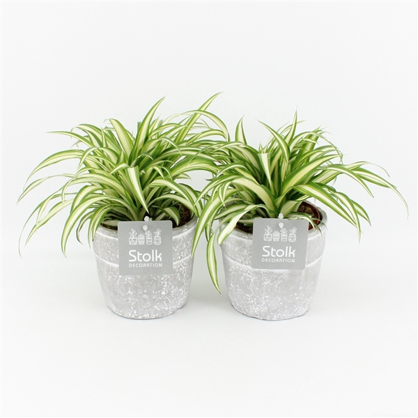 <h4>Chlorophytum Variegatum in Stone Look Pot</h4>