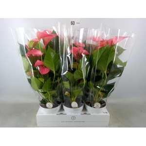 Anthurium andr. 'Pink Champion'