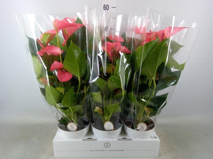 <h4>Anthurium andr. 'Pink Champion'</h4>
