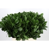 Ruscus aculeatus   ...groot blad