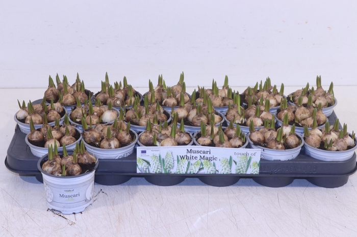 <h4>MUSCAR WHITE MAGIC</h4>