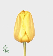 TU EN GOLD PARADE ( PLUK )