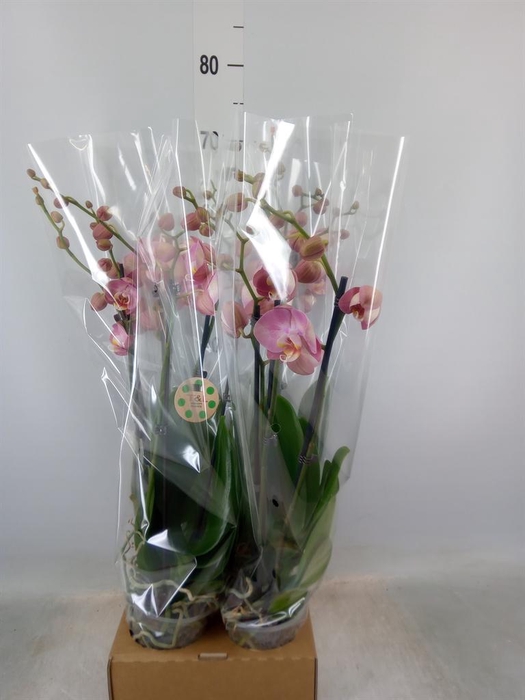 <h4>Phalaenopsis   ...</h4>