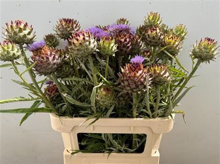 <h4>Cynara Cardunculus X 10</h4>