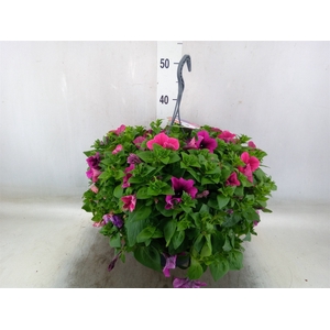 Petunia   ...mix in pot