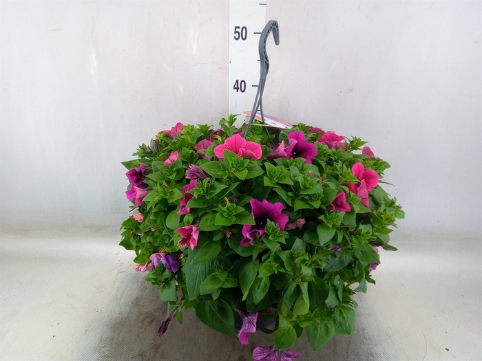 <h4>Petunia   ...mix in pot</h4>